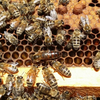 Colorado Hemp Honey for Pets
